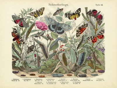 Butterflies by German School
